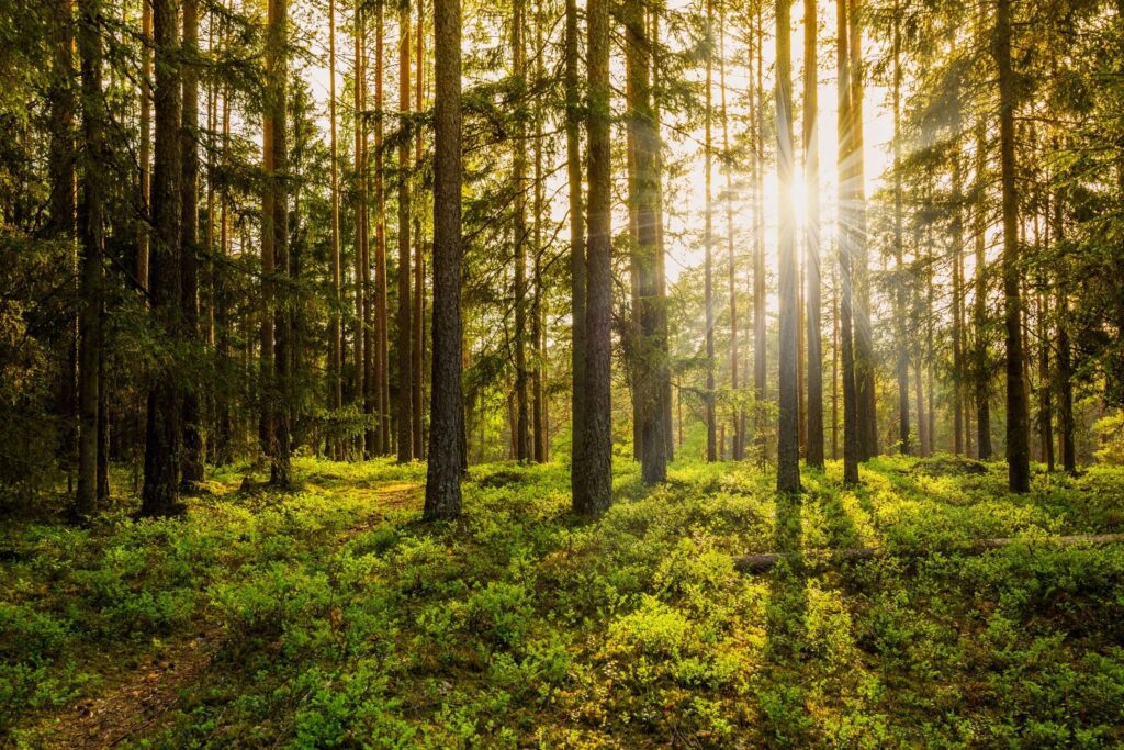 A forest with trees and sunlight shining through.