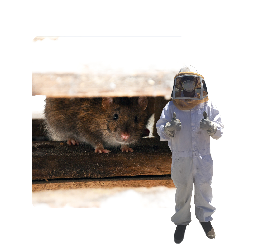 A rat is standing next to a person in a bee suit.