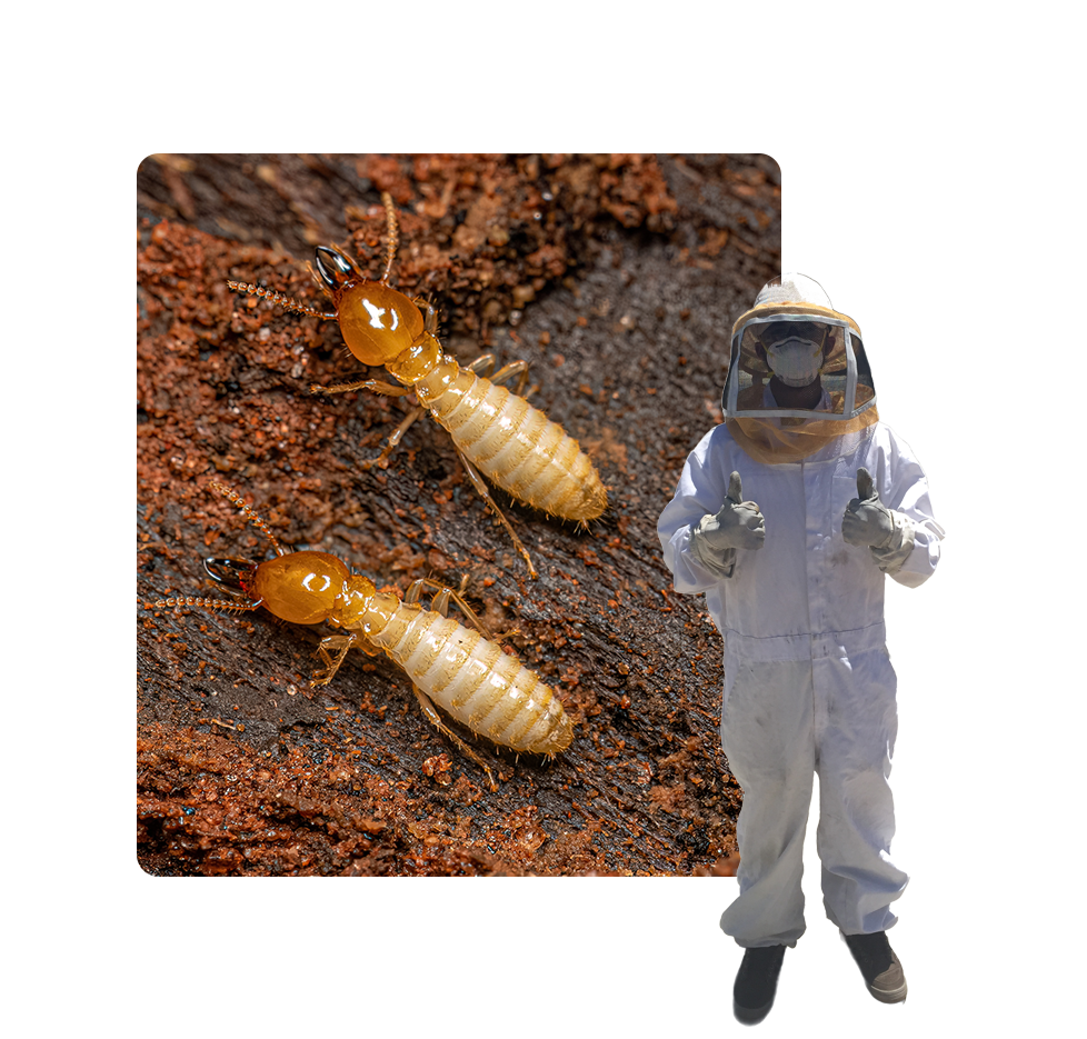 A person in a bee suit and two termite larvae.