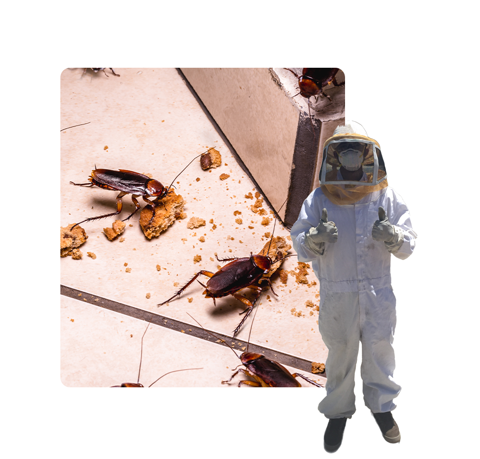 A person in white suit standing next to dead cockroaches.