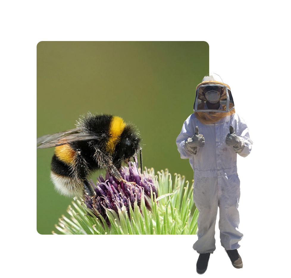 A bee on a flower with a person in the background.