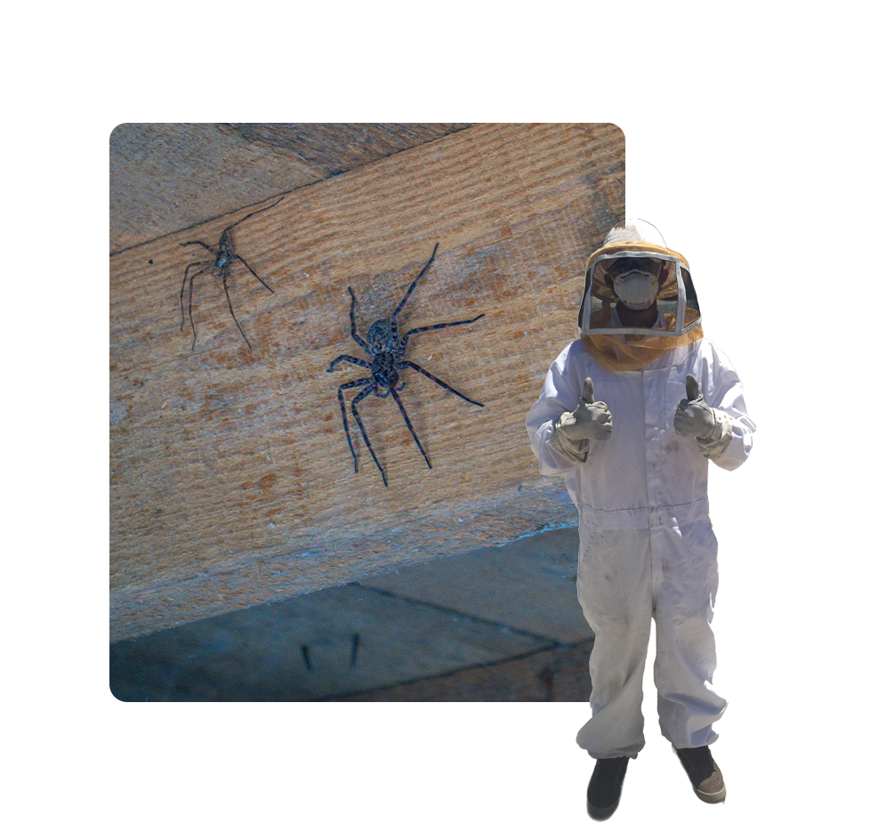 A person in a bee suit and mask standing next to a spider.