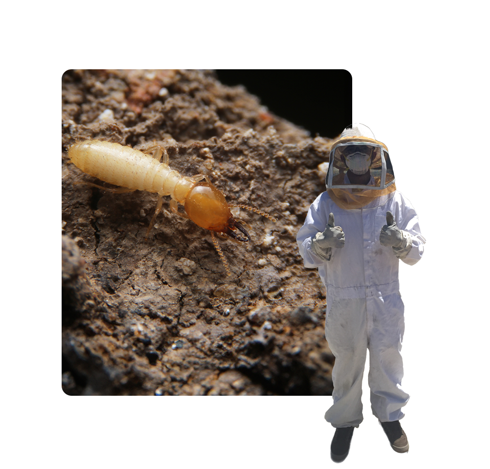 A person in white suit and helmet next to a bug.