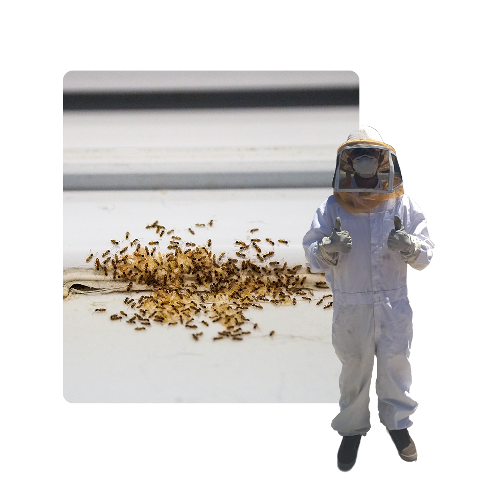 A person in a bee suit standing next to a pile of bees.