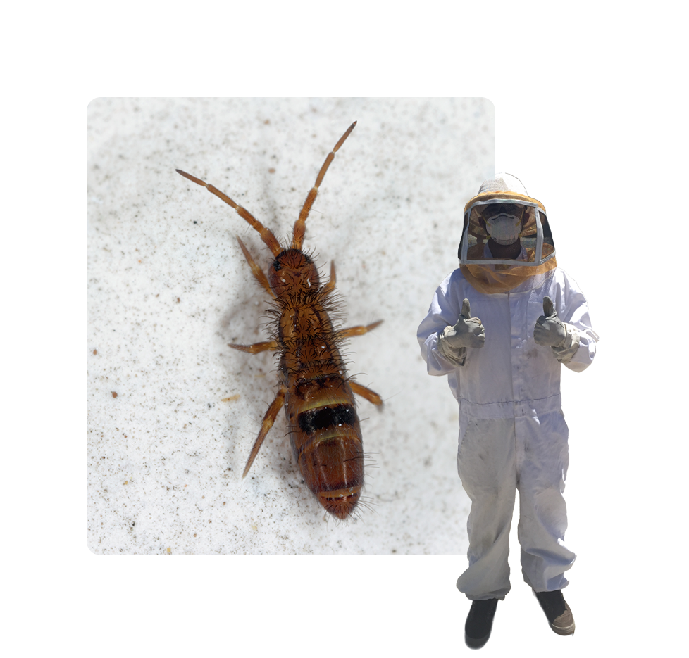 A bee and a person in white suits