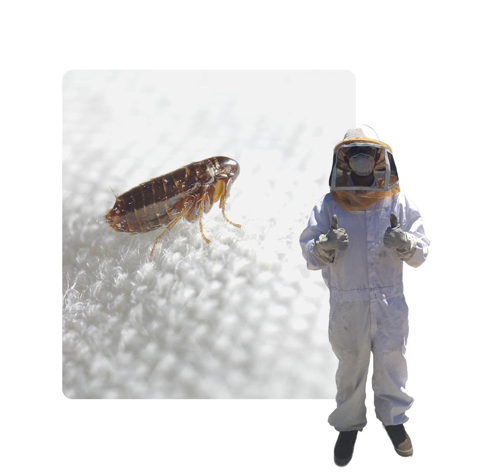 A bee and a person in white suits