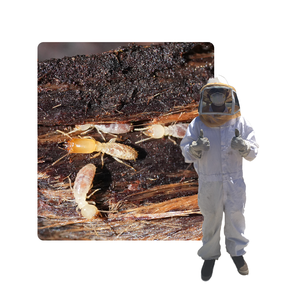 A man in white suit and helmet standing next to a picture of a bee.