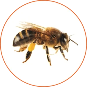 A bee is flying in the air with its wings spread.