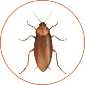 A brown bug is sitting on top of the ground.