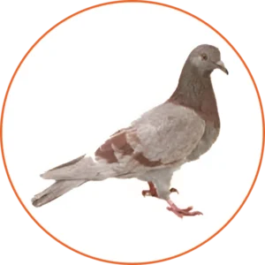 A pigeon is standing on one foot in front of the other.