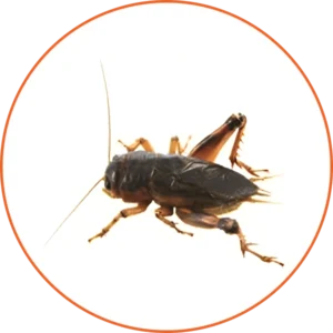 A close up of a cockroach on a white background