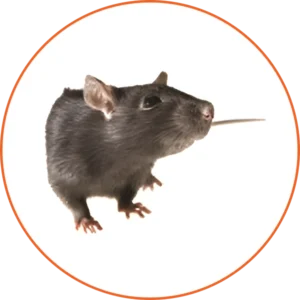 A rat is sitting in the middle of an orange circle.