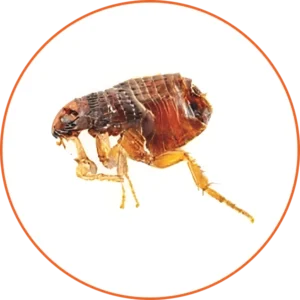 A flea is sitting on the ground in front of a white background.