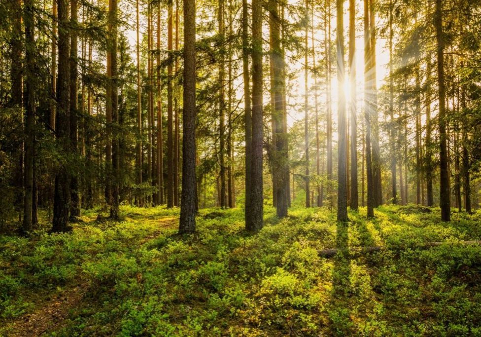 A forest with trees and sunlight shining through.